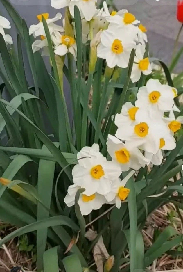 Narcissus Daffodil Bulbs Set of 4 White Yellow Flowers, Spring Bloom, Narcissus spp.