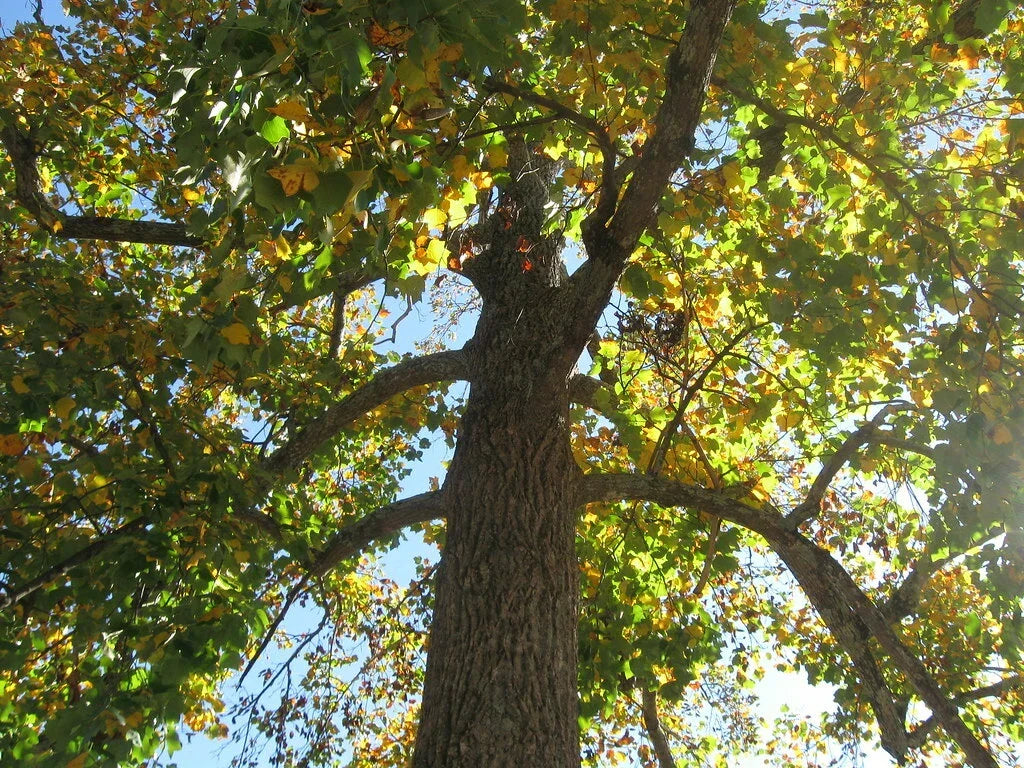 Sycamore Tree Set of 2 Bare Root Plants, 18+ Inches, Platanus occidentalis, Fast-Growing Deciduous Trees