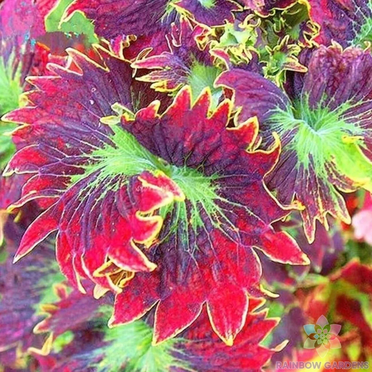 Coleus Seeds - Red Purple Variegated Foliage - Plectranthus scutellarioides - Garden & Container Planting