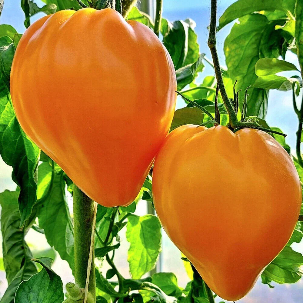 Orange Oxheart Tomato Seeds - 10+ Organic Heirloom Rare Seeds | Solanum lycopersicum