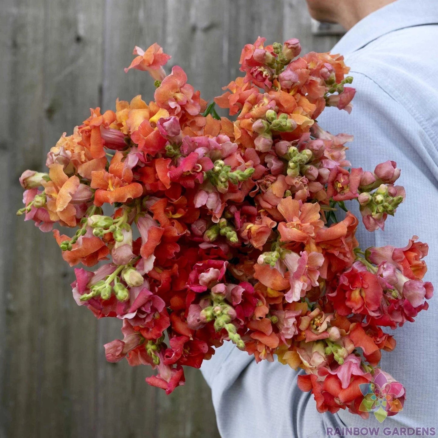 Madame Butterfly Bronze Snapdragon Seeds - 1000+ Antirrhinum majus Garden Flower Seeds for Borders & Containers