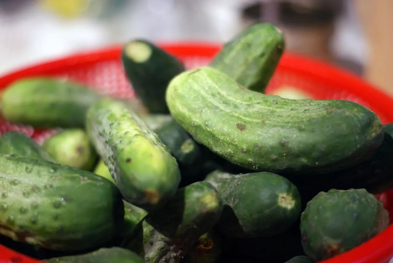 Cucumber Seeds for Pickling and Canning - 55 GroCo Variety Seeds for Home Gardens