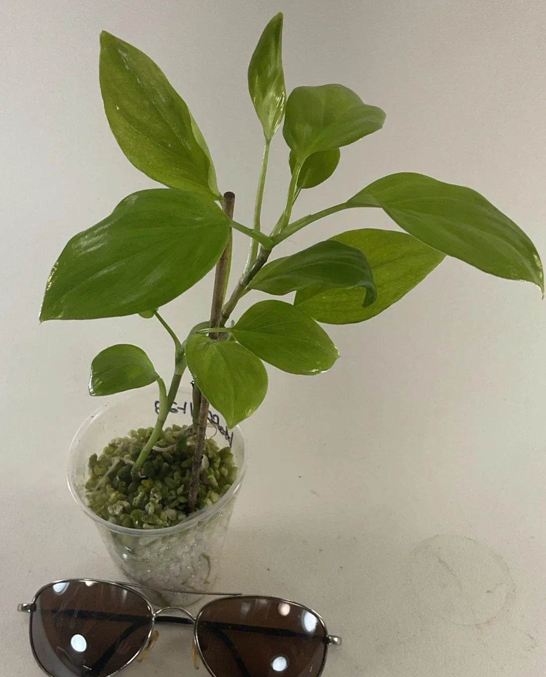 Philodendron Hoffmanii Plants - 2 Pack Rare Easy Care Houseplants with Free USA Shipping