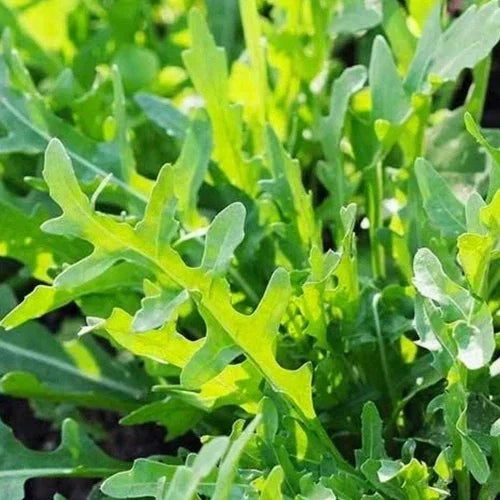 Roquette Arugula Seeds - Organic Non-GMO Heirloom Salad Greens - Eruca sativa, Pack of 200