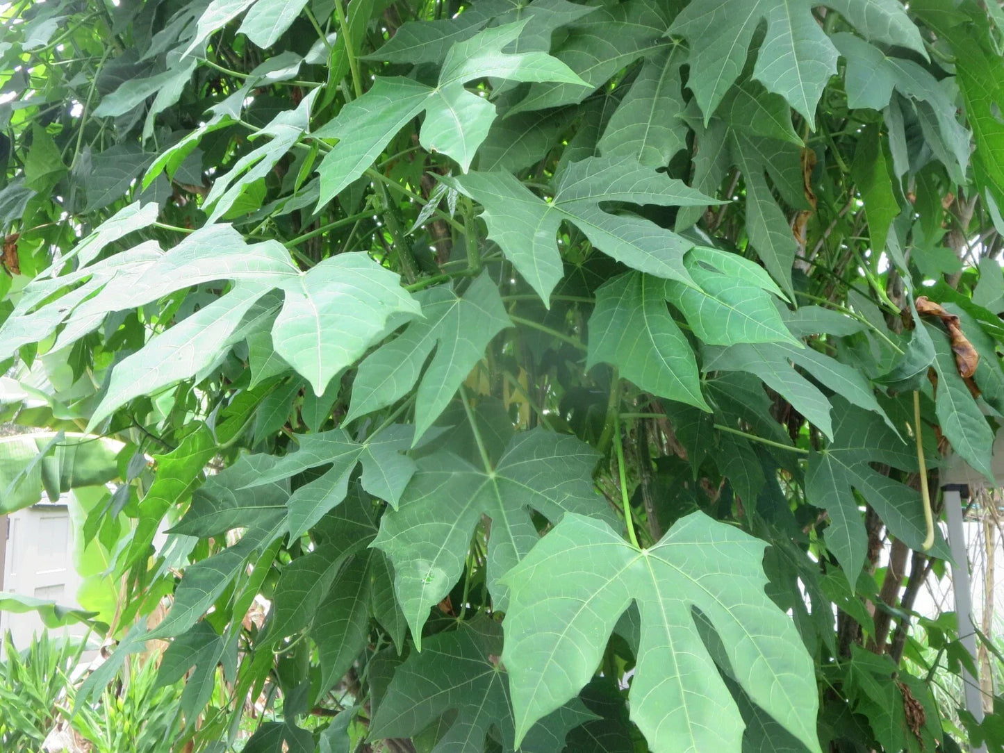 Maple Leaf Chaya Cuttings - Organic Non-Sting Edible Plant - Cnidoscolus chayamansa - 7 Pack for Gardening