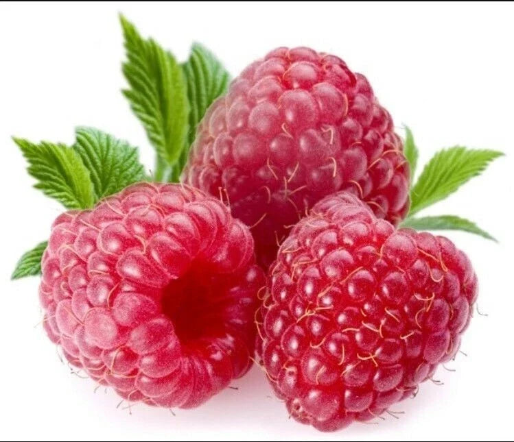 Giant Sweet Tulameen Raspberry Seeds - 100 Pack - Rubus idaeus - Juicy, High-Yield, Antioxidant, Edible Fruit Seeds