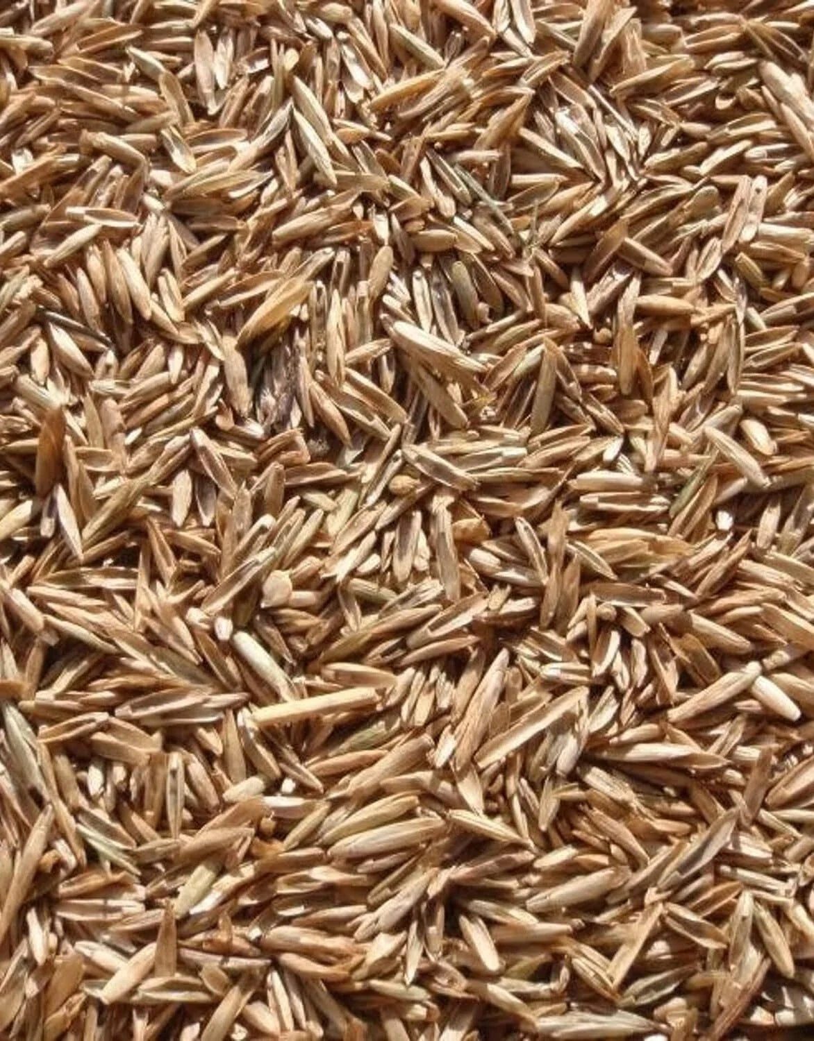 Perennial Ryegrass Seeds - 1 lb - Fast Germination - Lolium perenne - Green Lawn Turf Seed