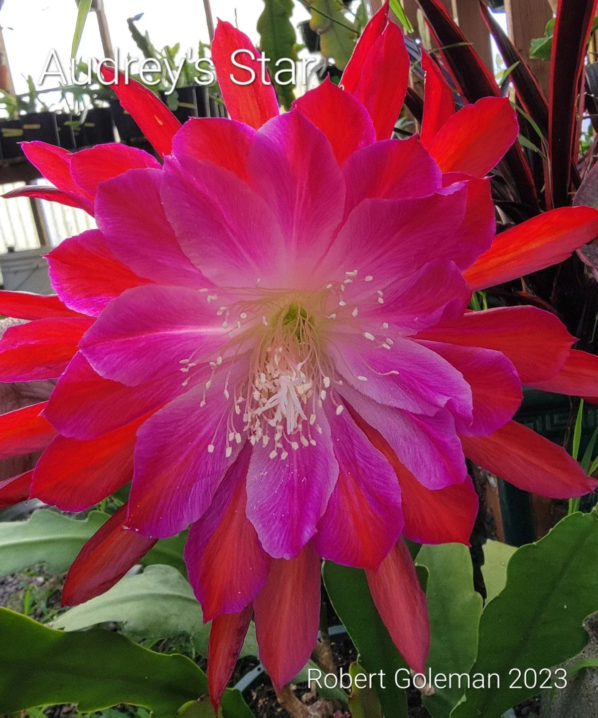 Epiphyllum Audrey's Star Unrooted Cutting - Rare Orchid Cactus for Indoor Propagation