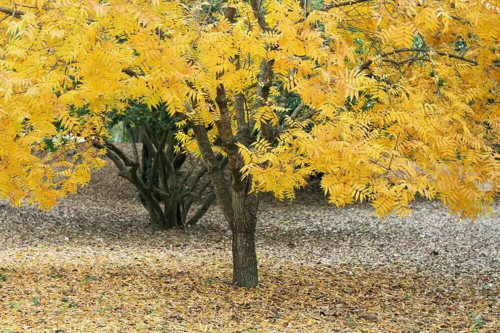 Thornless Honeylocust Seeds - Gleditsia triacanthos inermis - Drought Tolerant Tree for Landscaping - 10 Pack