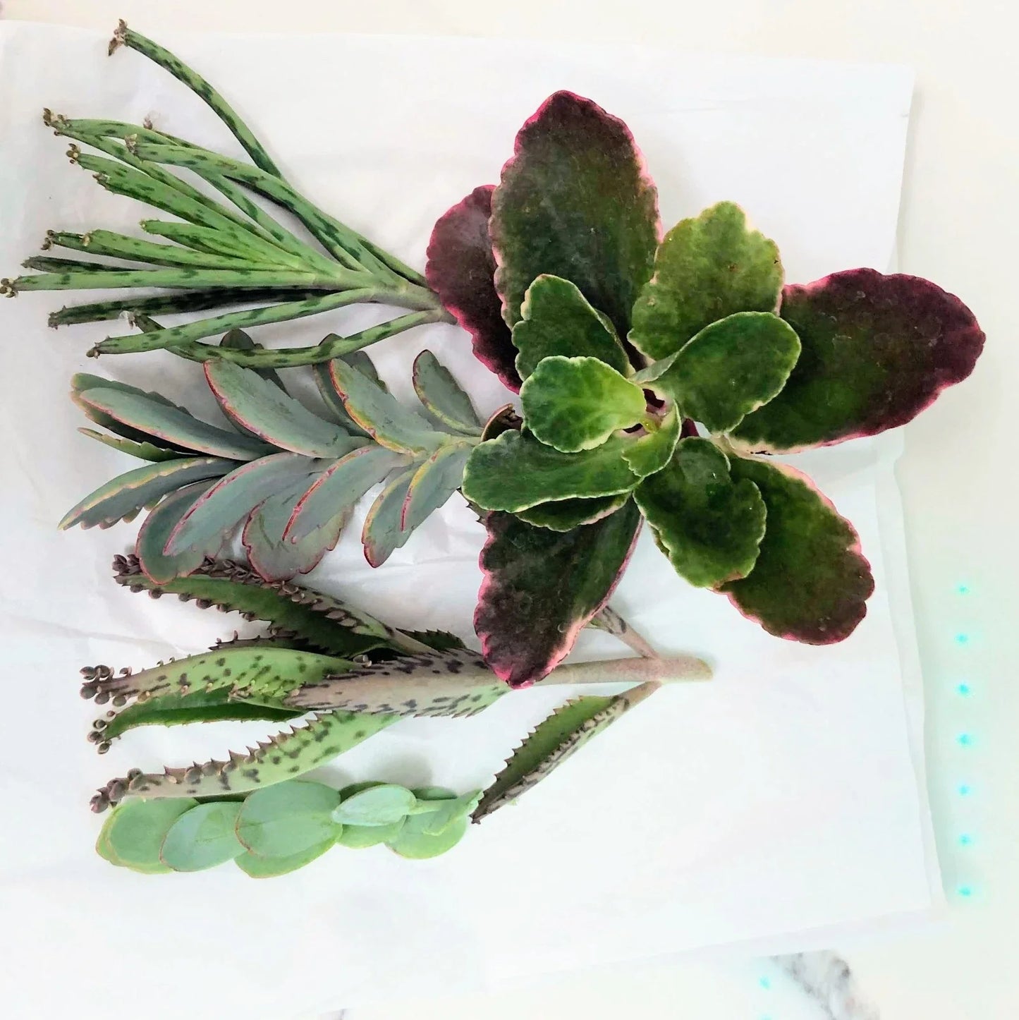 Kalanchoe Cuttings Collection – 5 Varied Shapes & Colors Succulents – Easy to Grow Indoor Outdoor Plants – Kalanchoe spp.