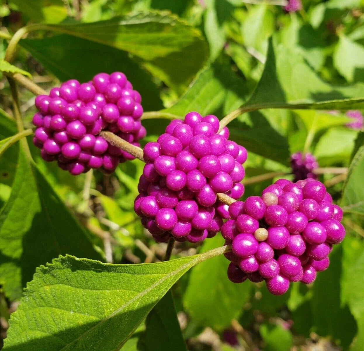Beauty Berry Seeds 25 Pack Edible Wild Florida Native Callicarpa Americana