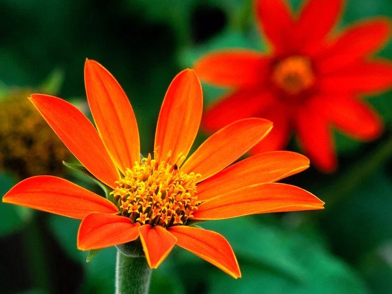 75 Seeds Mexican Sunflower Torch - Tithonia diversifolia - Bright Orange Blooms