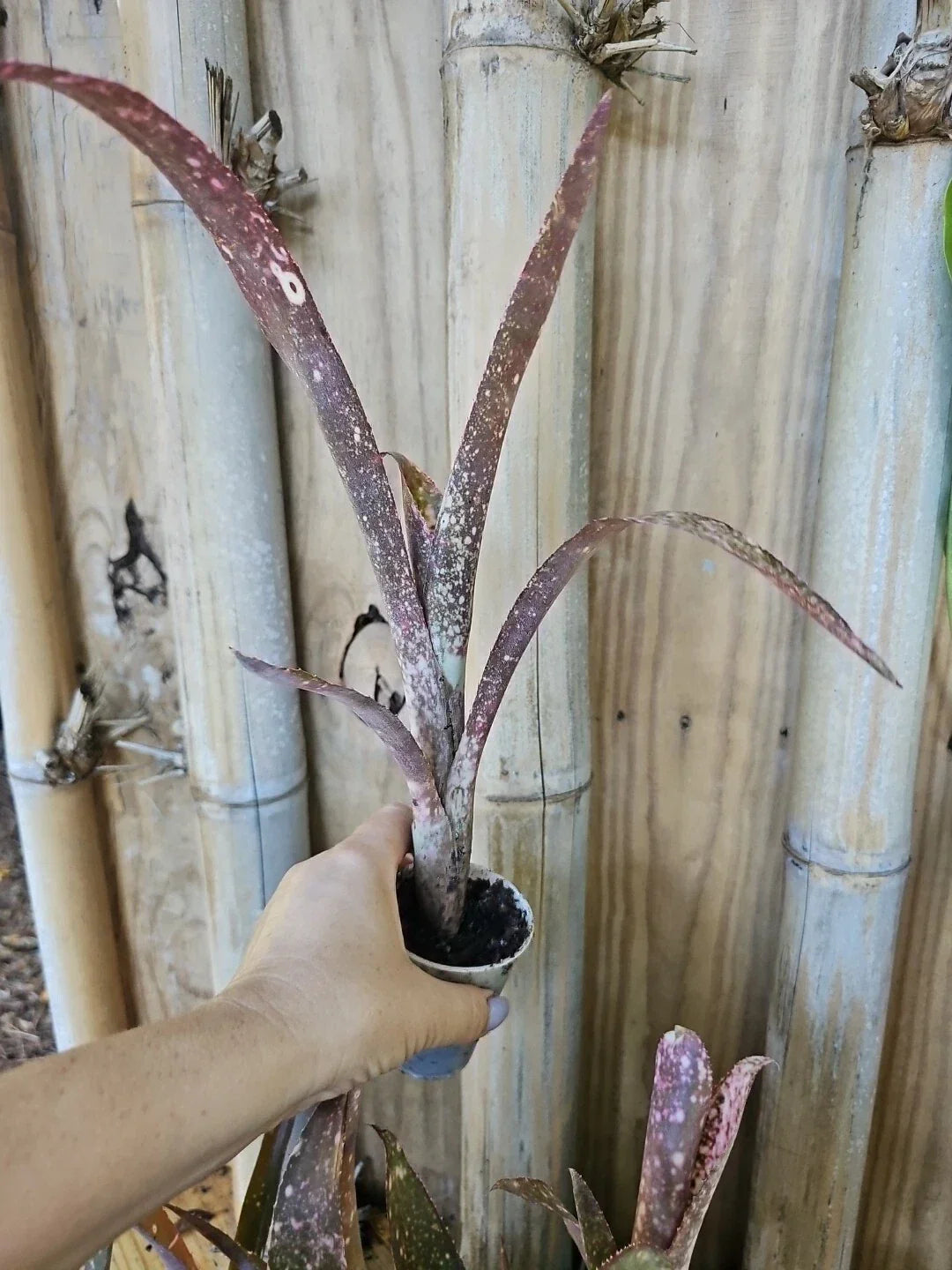 Bromeliad Billbergia Saundersi 2.5" Pot Pink Green Polka Dot Indoor Tropical Houseplant