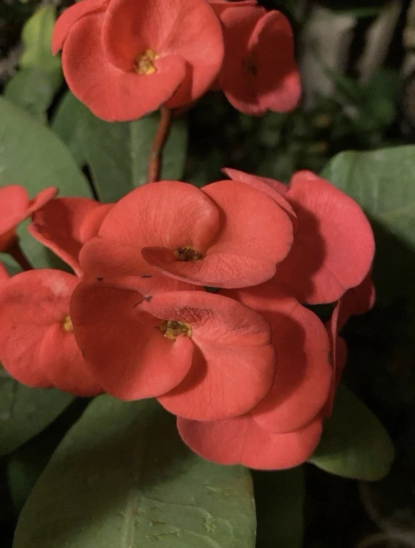Rooted Euphorbia Milii Cutting | Crown of Thorns Plant with Red & Orange Flowers | Succulent, Drought-Tolerant, Indoor & Outdoor