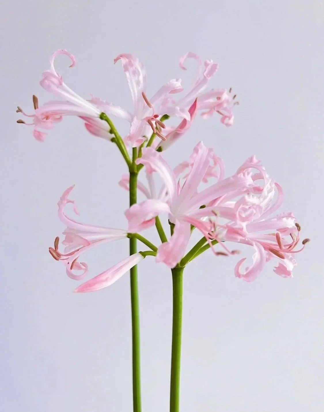 Magic Lily Bulb 1pc - Lycoris squamigera Surprise Oriental Vanishing Perennial Lily