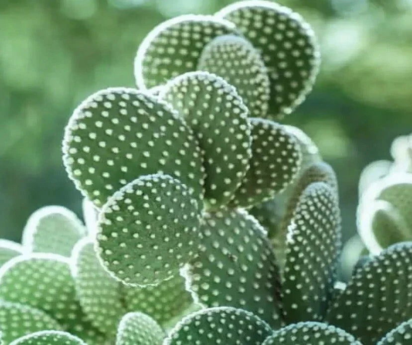 Big White Bunny Ears Cactus Plant - Opuntia microdasys albata Live Arizona Succulent for Indoor & Outdoor Gardens