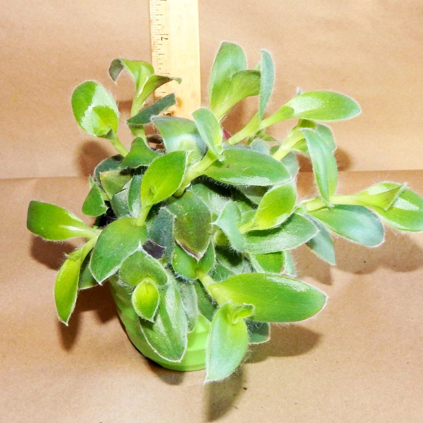 Fuzzie Bunny Bellies Live Plant - 8 Fully Rooted Peperomia Vines for Indoor Decor