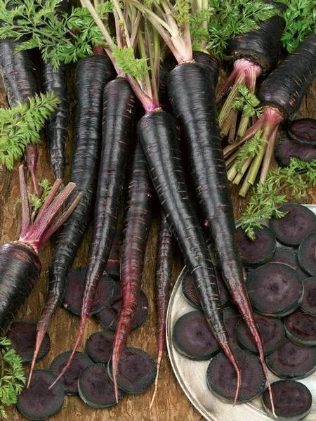 Black Nebula Carrot Seeds - Rare Dark Purple Heirloom Variety, Bulk 100-1000 Seeds, Daucus carota, Root Vegetable, Full Sun
