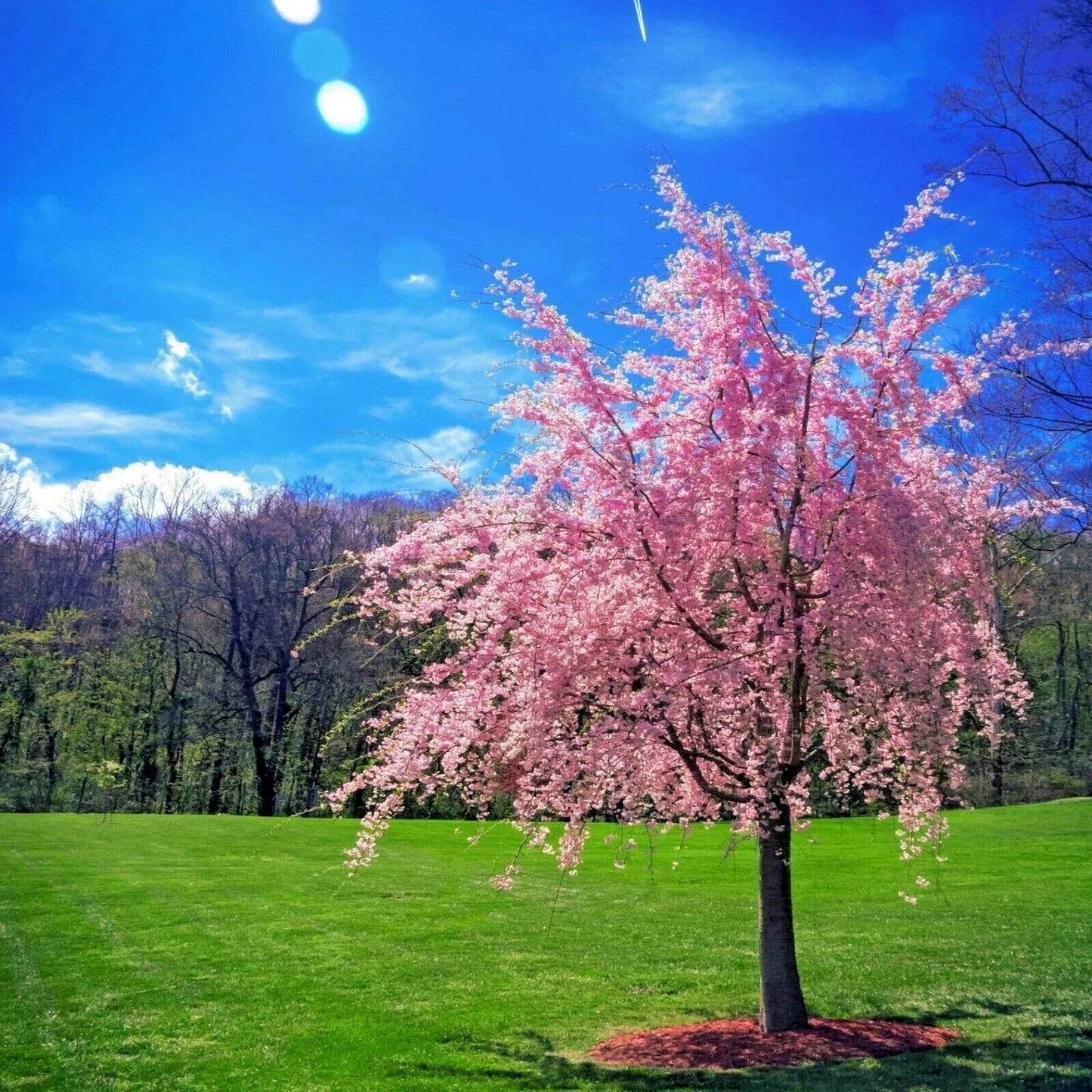 Weeping Sakura Cherry Blossom Tree Seeds - Prunus serrulata 'Pendula' - Hardy & Fast Growing
