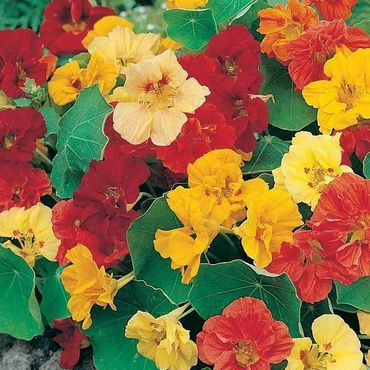 Nasturtium Seeds Dwarf Jewel Mix Edible Flowers Non-GMO Tropaeolum majus 25 Pack