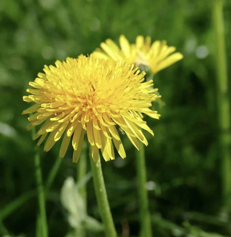 Dandelion Seeds 250++ - Taraxacum officinale - Medicinal & Edible Herb Seeds
