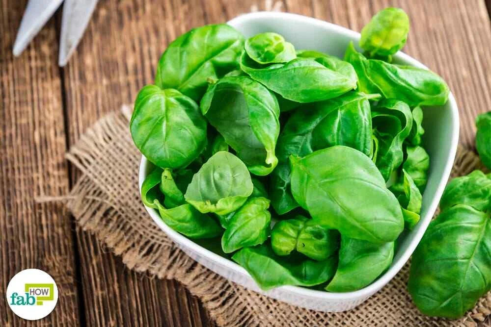 Organic Basil Seeds Super Sweet Ashalim 1000 Count | Non-GMO Heirloom Ocimum basilicum Garden Plant