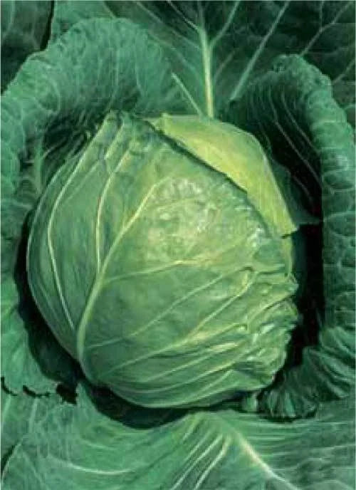 Late Flat Dutch Cabbage Seeds – 150 Non-GMO Brassica oleracea Var. capitata for Large Green Globe Heads