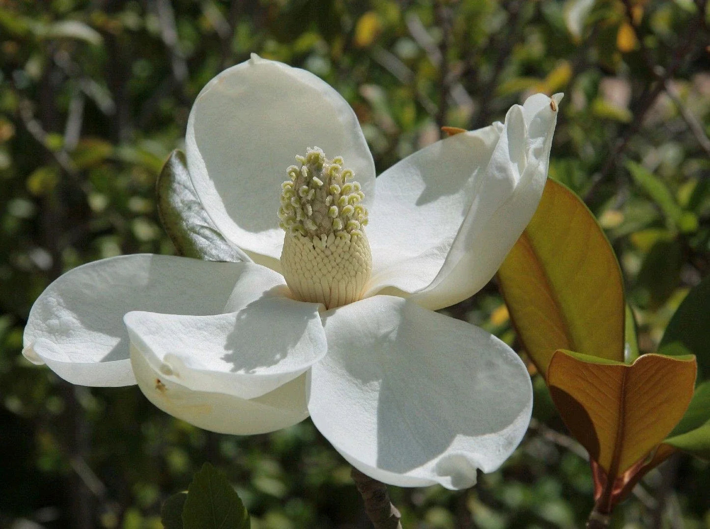 Southern Magnolia Trees 6-Pack | Live Rooted Plants | Magnolia grandiflora | Evergreen, Fragrant Blooms