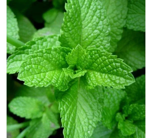 Peppermint Seeds Non-GMO Aromatic Perennial Mentha piperita Variety Packet Sizes