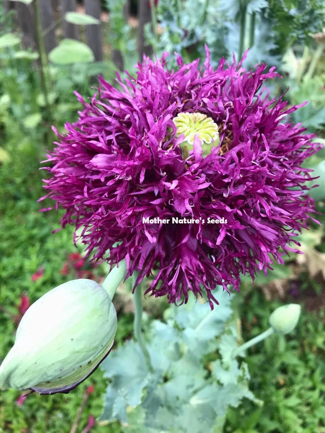 Double Bloom Poppy Seeds Mix – Non-GMO Papaver paeoniflorum, 2000 Seeds, Large 5" Blooms, Vibrant Colors for Garden & Cut Flowers