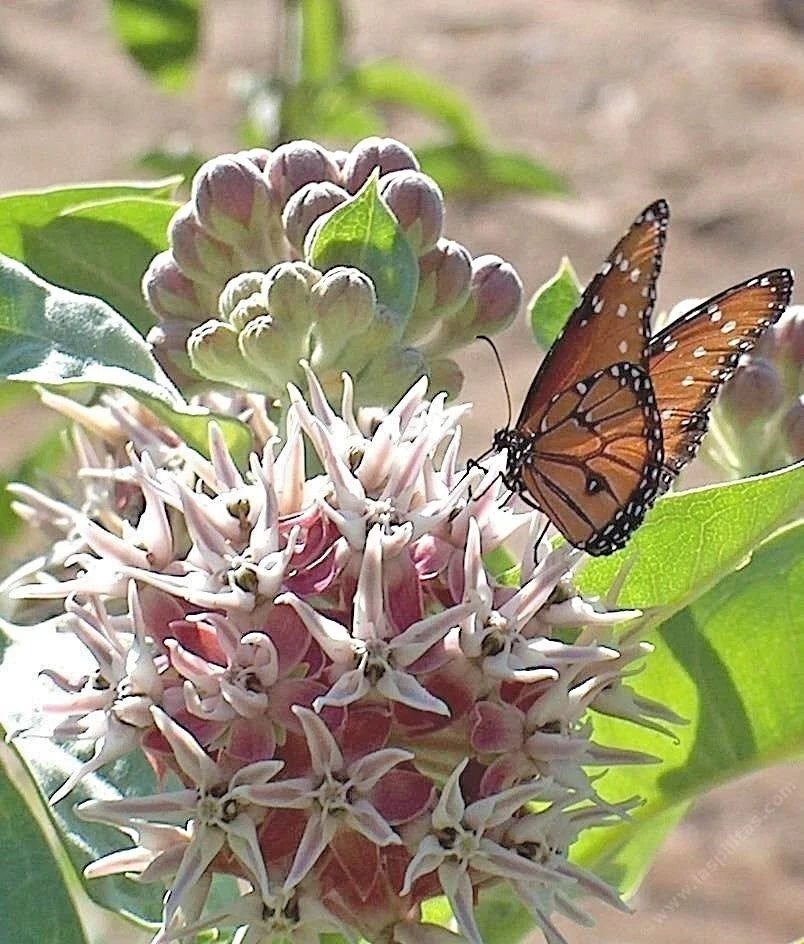 Showy Milkweed Seeds - 51+ Native Wildflower for Container Garden - Asclepias speciosa - Pollinator Attractant, Heat & Cold Tolerant