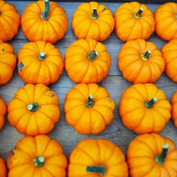 Munchkin Pumpkin Seeds - Mini Ribbed Jack Be Little for Fall Garden, Cucurbita pepo, 25 Seeds Packet