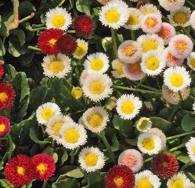 English Daisy Seed Mix - 500 Seeds Bellis perennis Wildflower Groundcover for Gardens and Landscaping