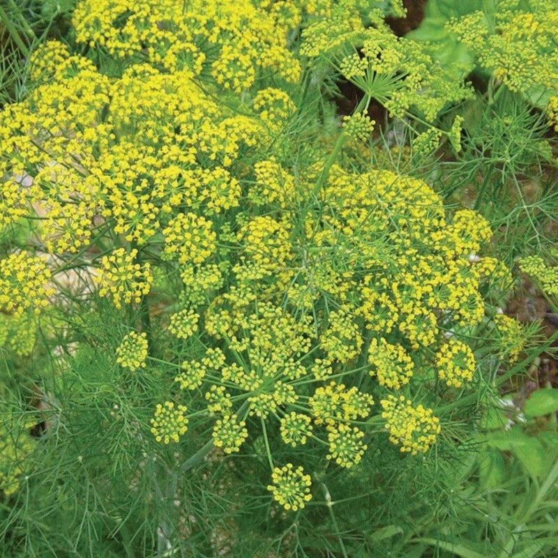Mammoth Dill Seeds 500 Non-GMO Heirloom Culinary Herb Anethum graveolens for Garden, Containers, and Raised Beds