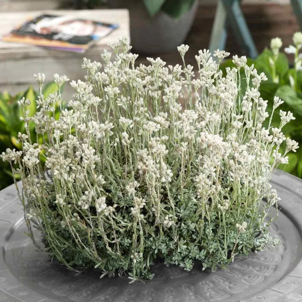 Pussytoes Ground Cover Seeds 100 White Antennaria Dioica for Landscaping, Drought Tolerant, Low Maintenance