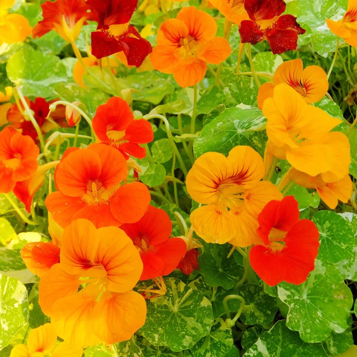 Alaska Nasturtium Seeds - Vibrant Indian Cress Flowers, Easy to Grow, Non-GMO, Free Shipping