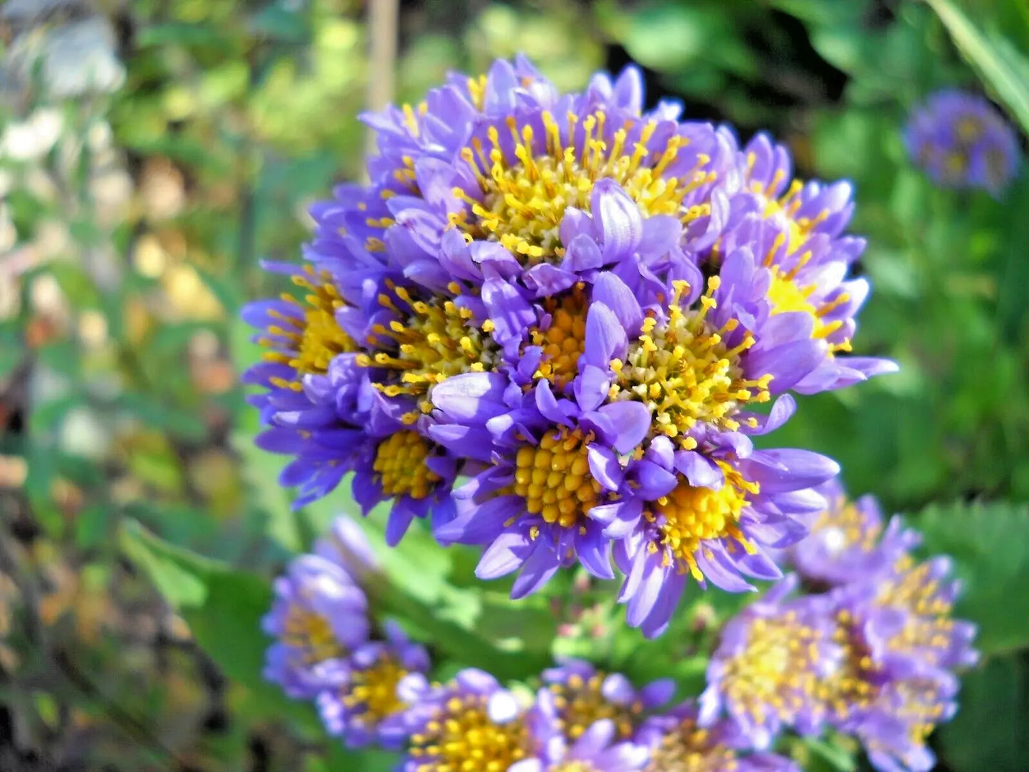 Hardy Perennial Tatarian Aster Starter Plants - 20 Lavender Aster Plants