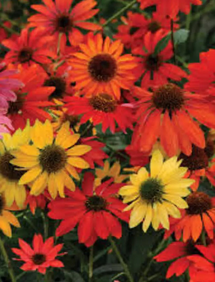 Echinacea x 'Cheyenne Spirit' Perennial Plugs – Native, Bee-Friendly, Drought-Tolerant, Full Sun, 4-Pack