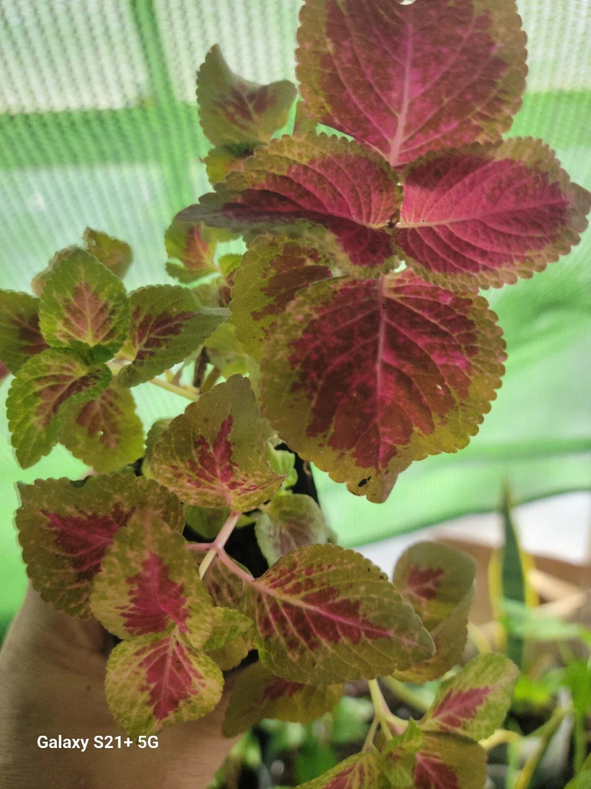 Coleo Plant - Tropical Indoor Plant with Variegated Foliage - Partial Shade