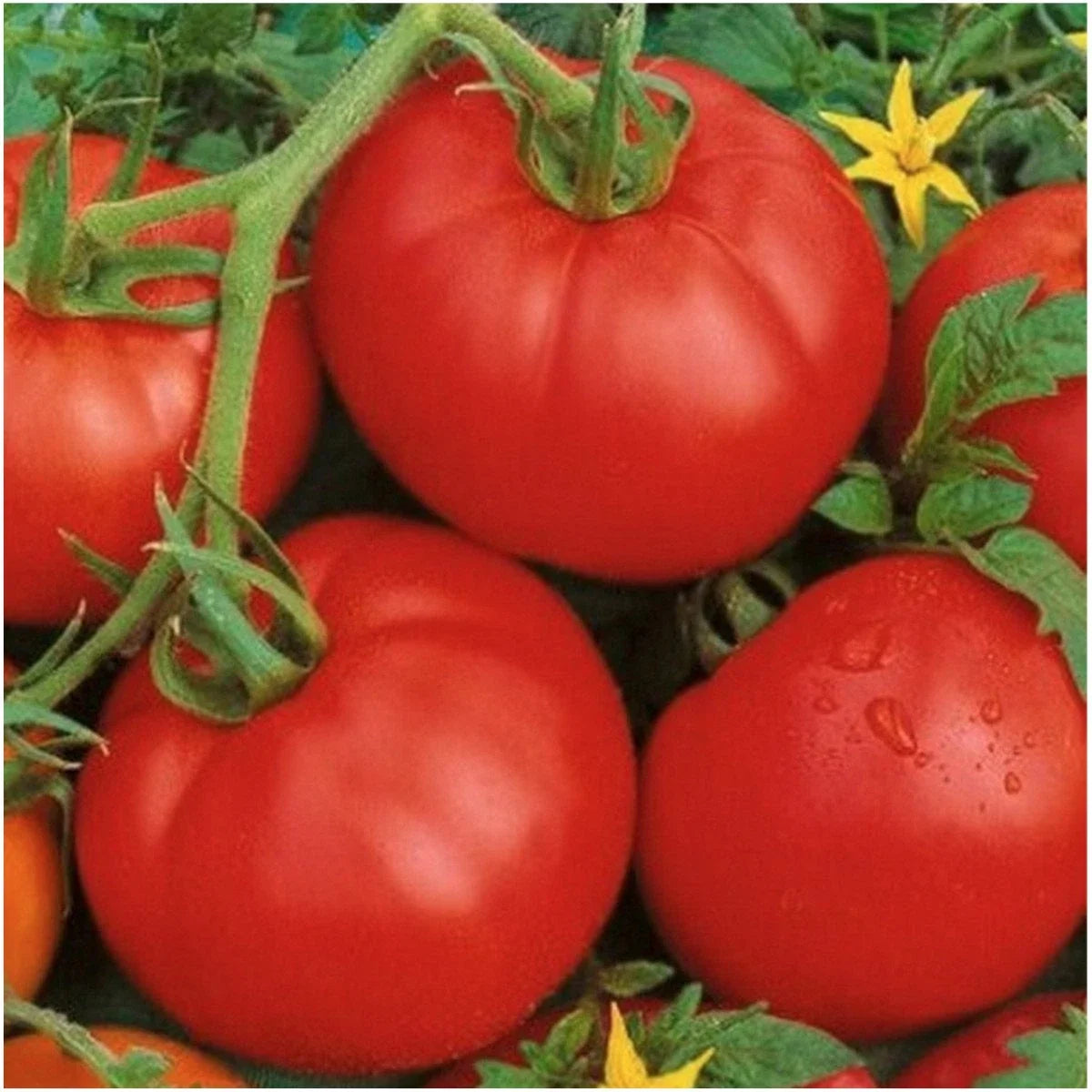 Ace 55 Tomato Seeds - Low-Acid, Juicy, Large Fruits, Solanum lycopersicum, 25 Seeds