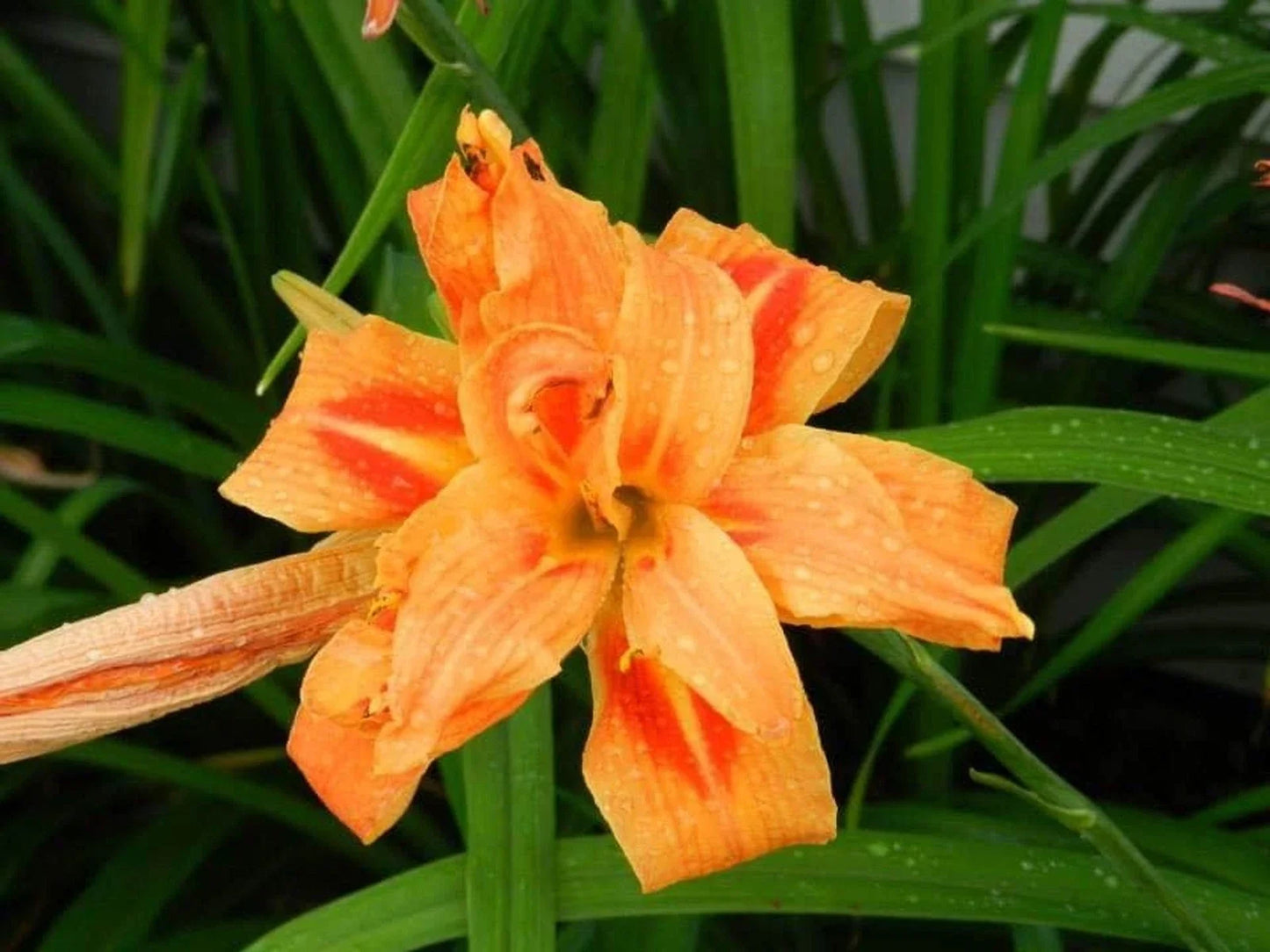 Double Kwanso Day Lily Lot of 2 | Perennial Flower Starter Plants | Hemerocallis fulva 'Kwanso' | Vibrant Orange Blooms