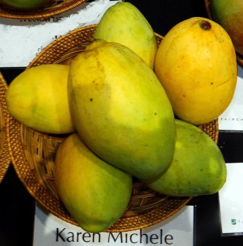 Grafted Karen Michelle Mango Live Plant - 3G Pot | Mangifera indica