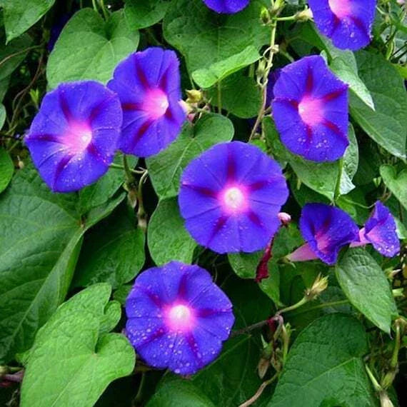 Morning Glory Seeds - Blue Star Ipomoea Tricolor - 30+ Annual Flower Seeds USA