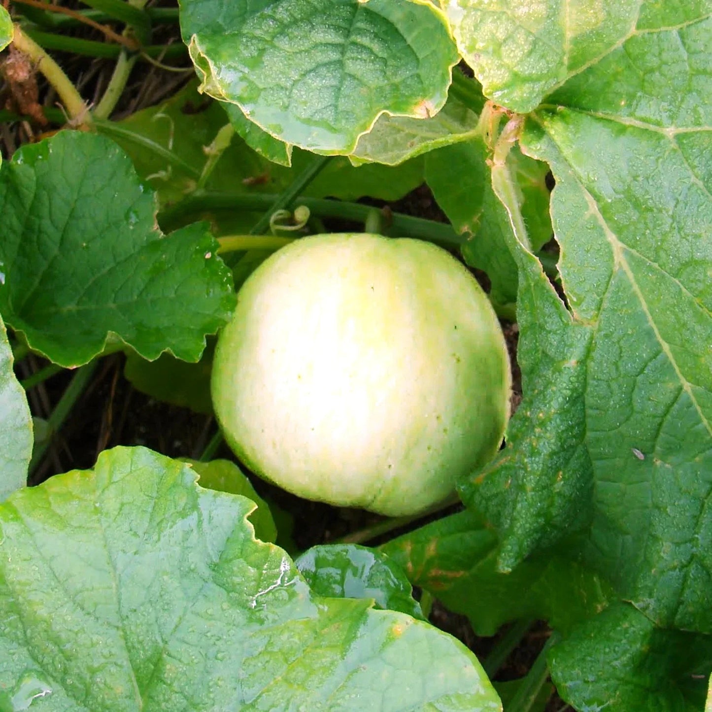 Sakata Sweet Asian Melon Seeds - Japanese Conomon Variety for Home Garden, Juicy Cucumis melo, Heirloom Seeds, 20 Pack