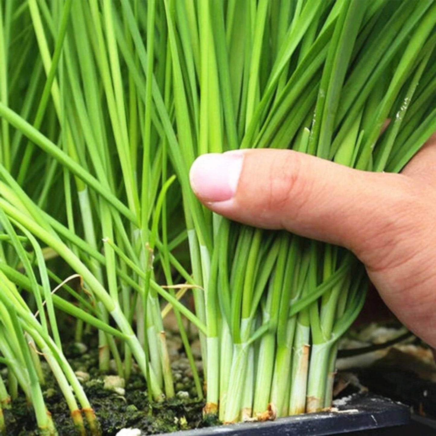 500 Garlic Chive Seeds for Planting - Heirloom Non-GMO Allium tuberosum Herb Seed Pack