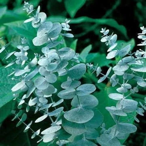 Eucalyptus Seeds for Planting 50 Count | Eucalyptus globulus | Cut Flowers & Decor | Fast-Growing Foliage Seeds