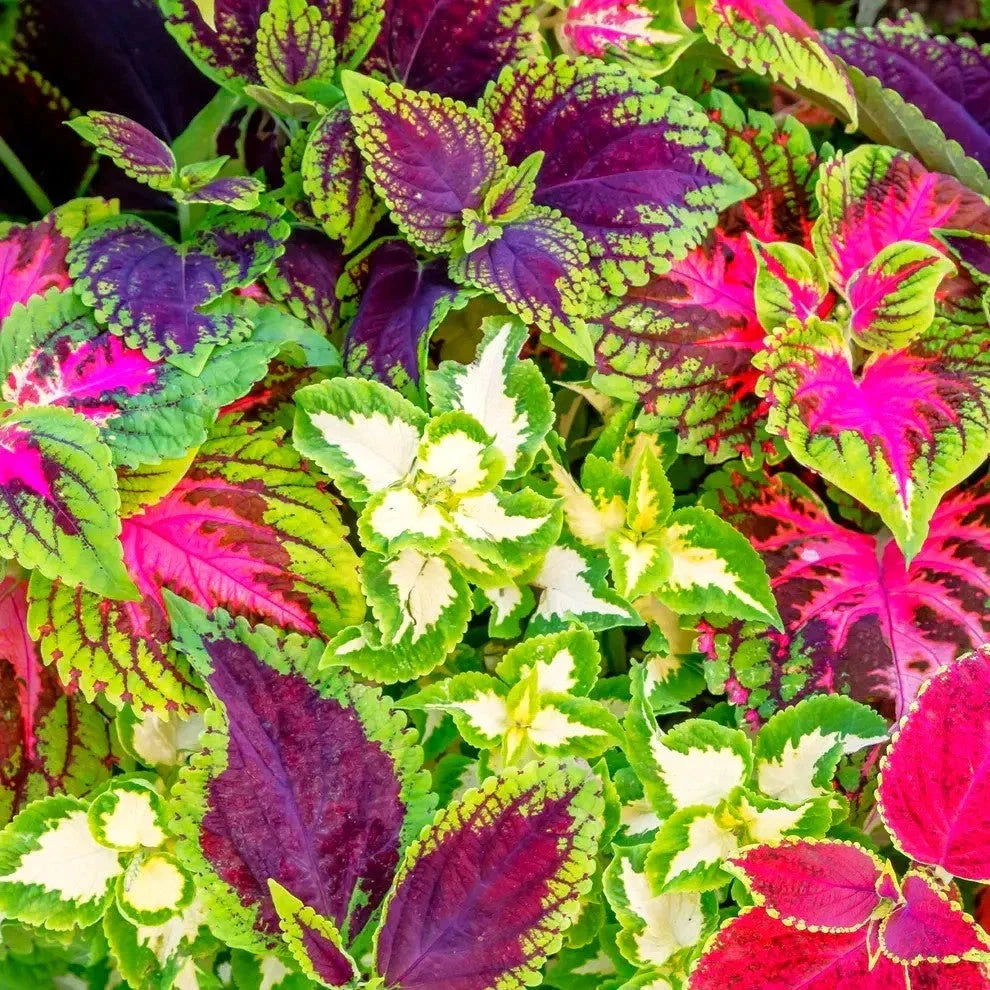 Coleus Seeds - Rainbow Mix, Mixed Colors for Shade Gardening, Plectranthus scutellarioides, Indoor & Container Planting