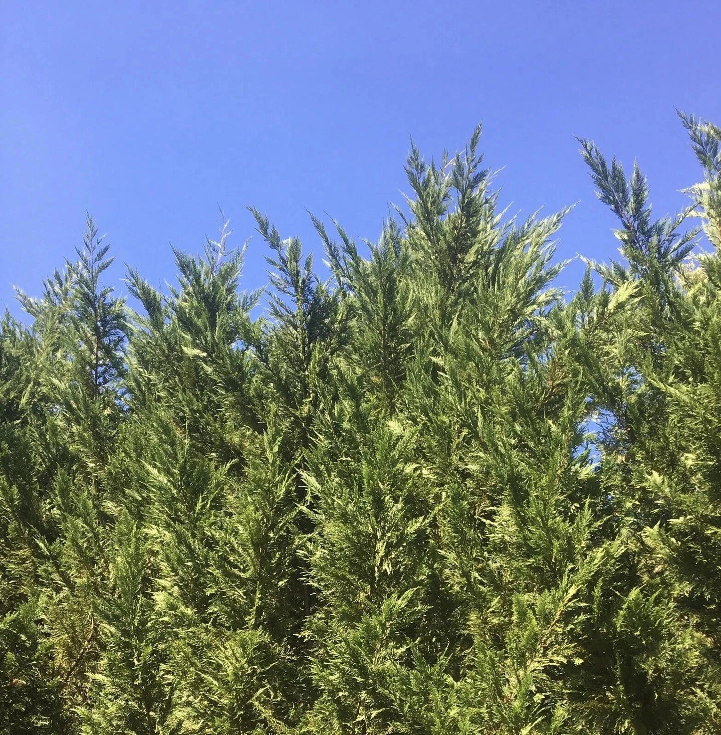 Leyland Cypress Tree Cuttings 15-Pack | Fast-Growing Evergreen, Cupressus × leylandii, Privacy Screen & Hedge Plants