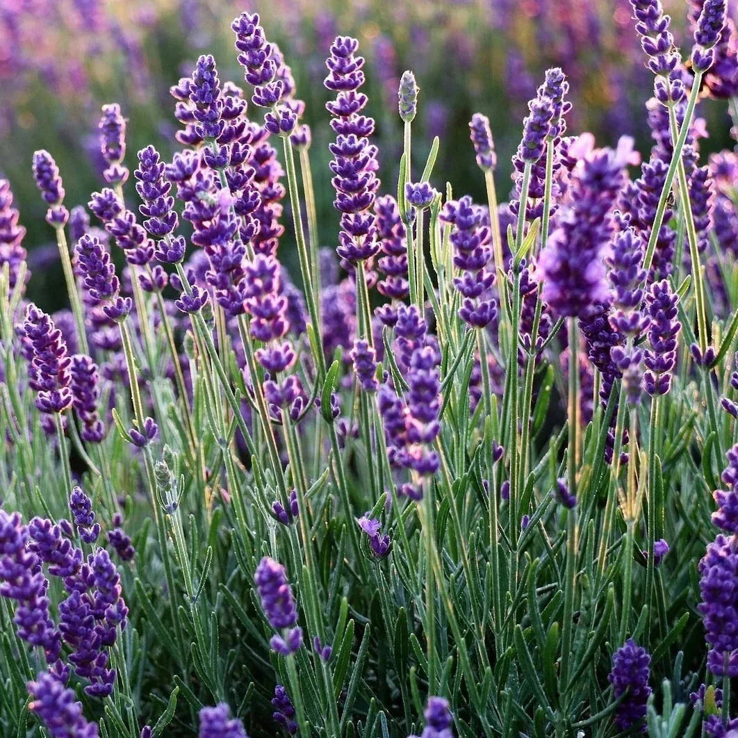 Set of 2 Live Rooted Phenomenal Lavender Plants – Fragrant Herbs – Lavandula x intermedia