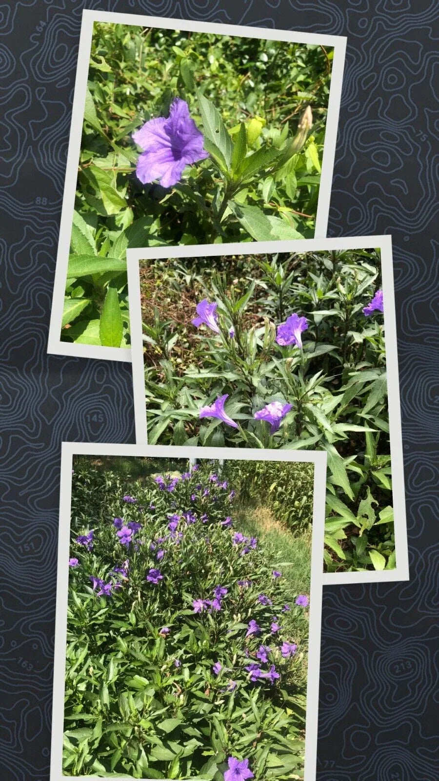 Live Bare Root Mexican Petunia Plants - 10 Pack Ruellia Simplex, Vibrant Purple Flowers, Hardy Perennial Ground Cover